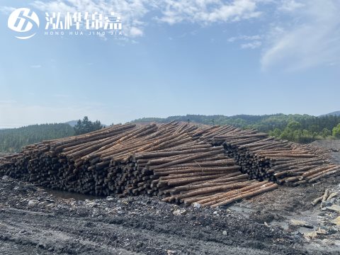 河道打樁為什么選擇松木樁來(lái)處理軟地基？-松木樁施工使用范圍